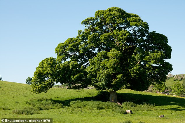 Trees near properties are often the cause of subsidence which can prove to be very costly