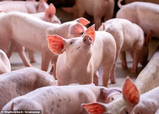 Fighting viruses: African swine flu has ripped through China's pig population